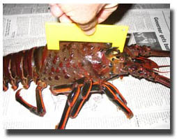 measuring a legal lobster photo