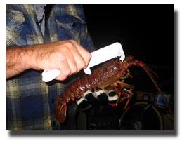 measuring a short lobster photo
