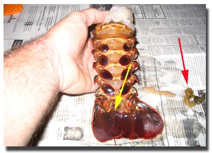 lobster tail image
